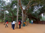 859  Banyan Tree.JPG